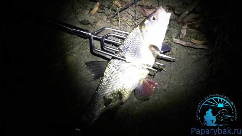 Рыба на острогу ночью
