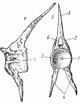Рис. 8. Туловищный позвонок костистой рыбы: а - вид сбоку, б - вид опереди, 1 - тело позвонка, 2 - невральная дуга, 3 - верхний остистый отросток, 4 - нижний остистый отросток: 5 - отверстие в центре двояковогнутого тела позвонка, 6 - спинномозговой канал