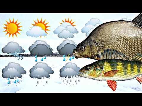 Идеальная погода для рыбалки зимой какая она? Основной фактор зимой влияющий на клев рыбы зимой?