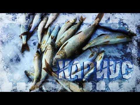 ВНЕЗАПНЫЙ ЖОР ХАРИУСА НА #БАЙКАЛЕ Таланки Рыбалка в Сибири