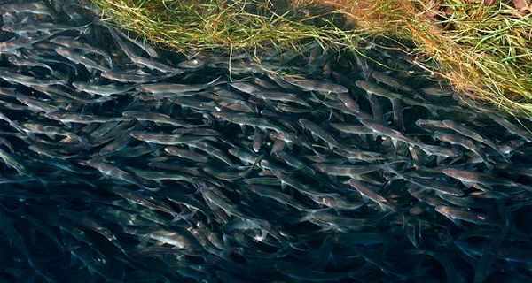Миграция рыбы