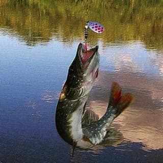 Рыбалка на щуку осенью