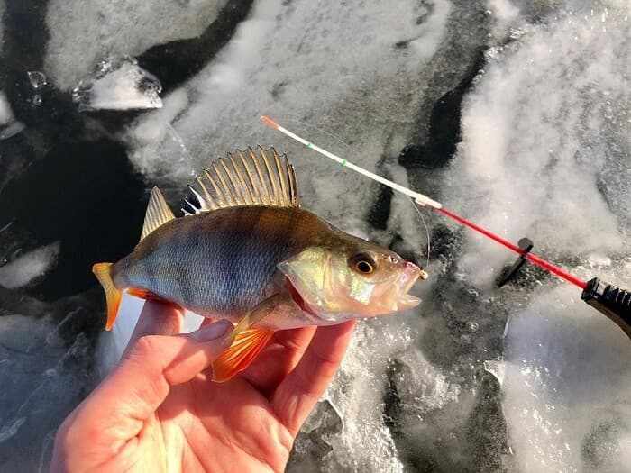 Снаряжение для зимней рыбалки