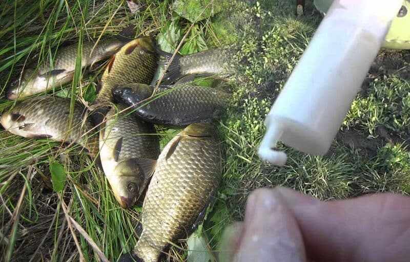 как приготовить болтушку из манки для ловли карася