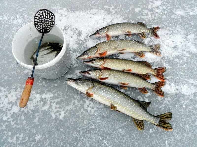 зимняя рыбалка на щуку