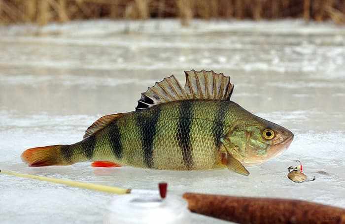 Зимняя рыбалка в Пермском крае