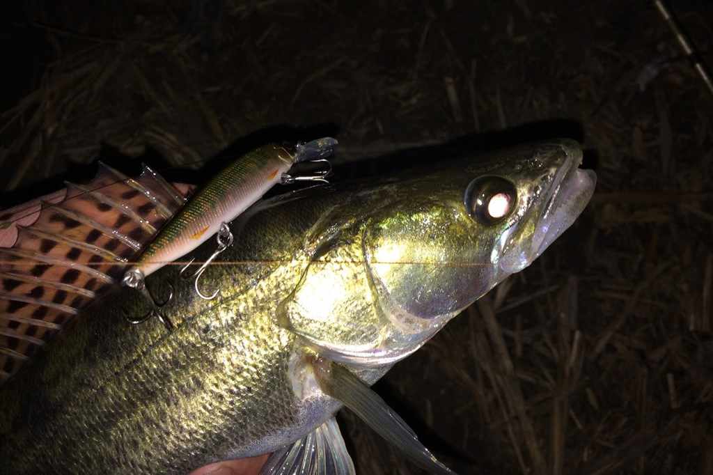 Рыбалка на судака ночью