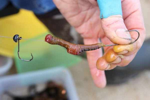 Как правильно насадить червя на крючок