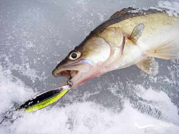 Как ловить судака на белесну зимой