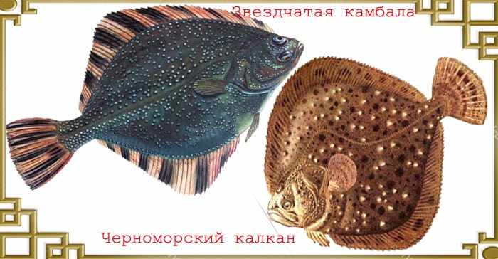 Камбаловые рыбы