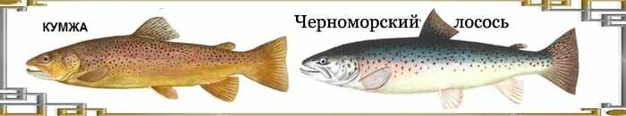 Разновидности лосося