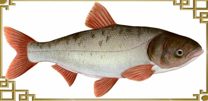 Толстолобик: описание, повадки, ловля и польза рыбы