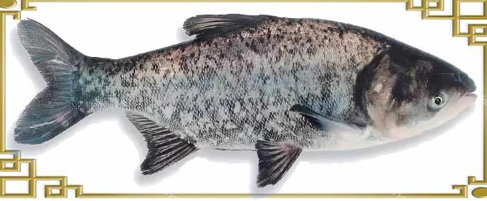Толстолобик: описание, повадки, ловля и польза рыбы