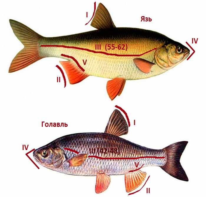 Язь: описание рыбы, ареал и образ жизни