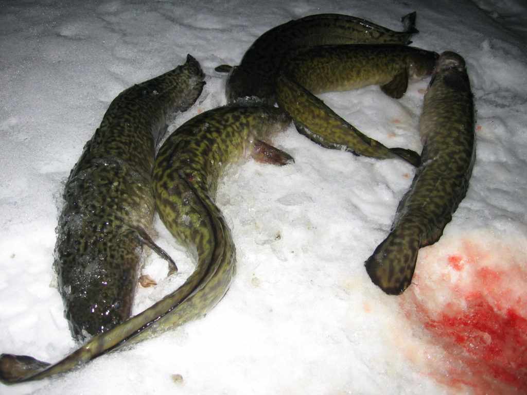Пять налимов пойманы зимой